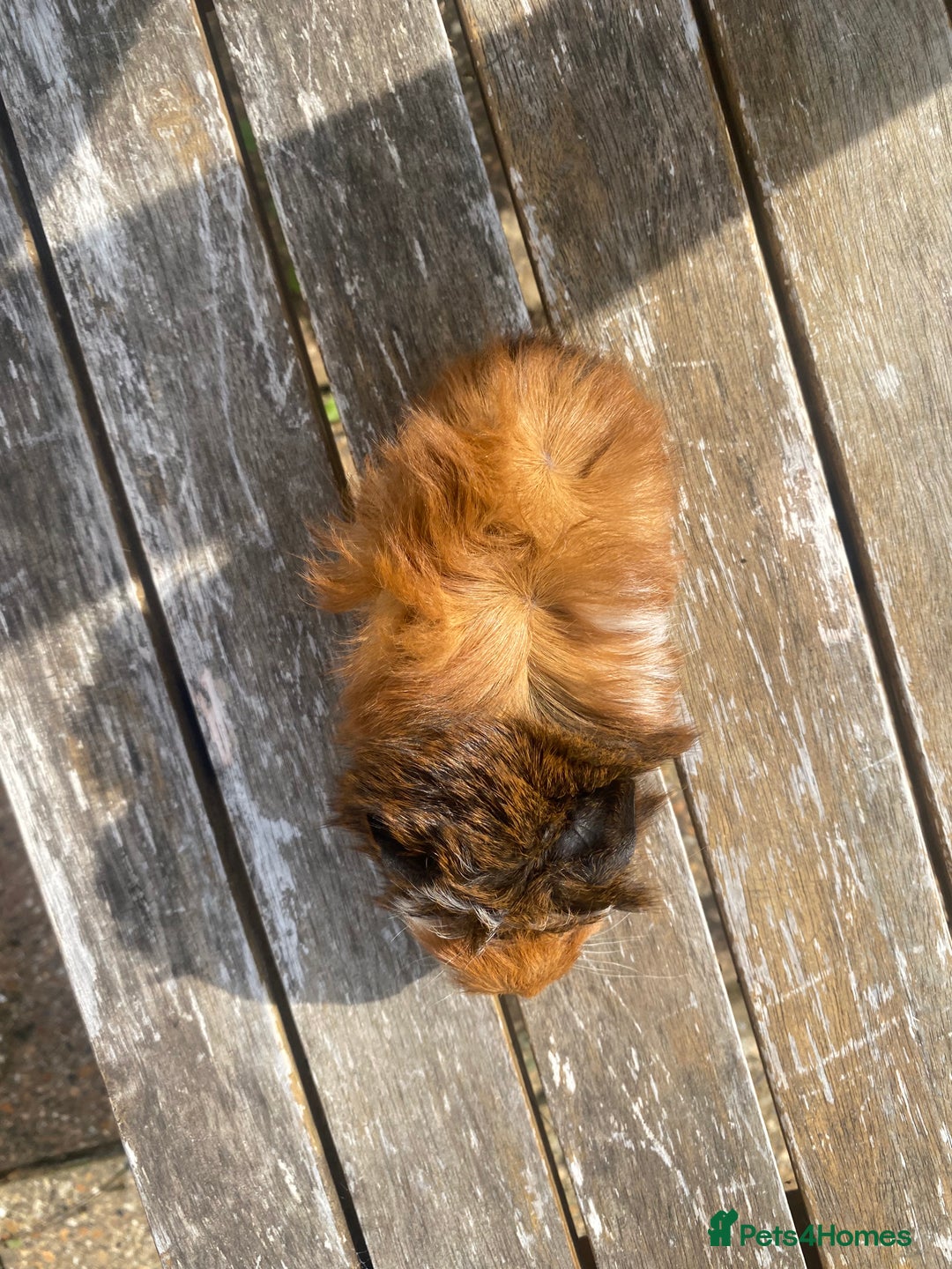 Guinea Pig rodents for sale: Abyssinian long haired  - Image 9