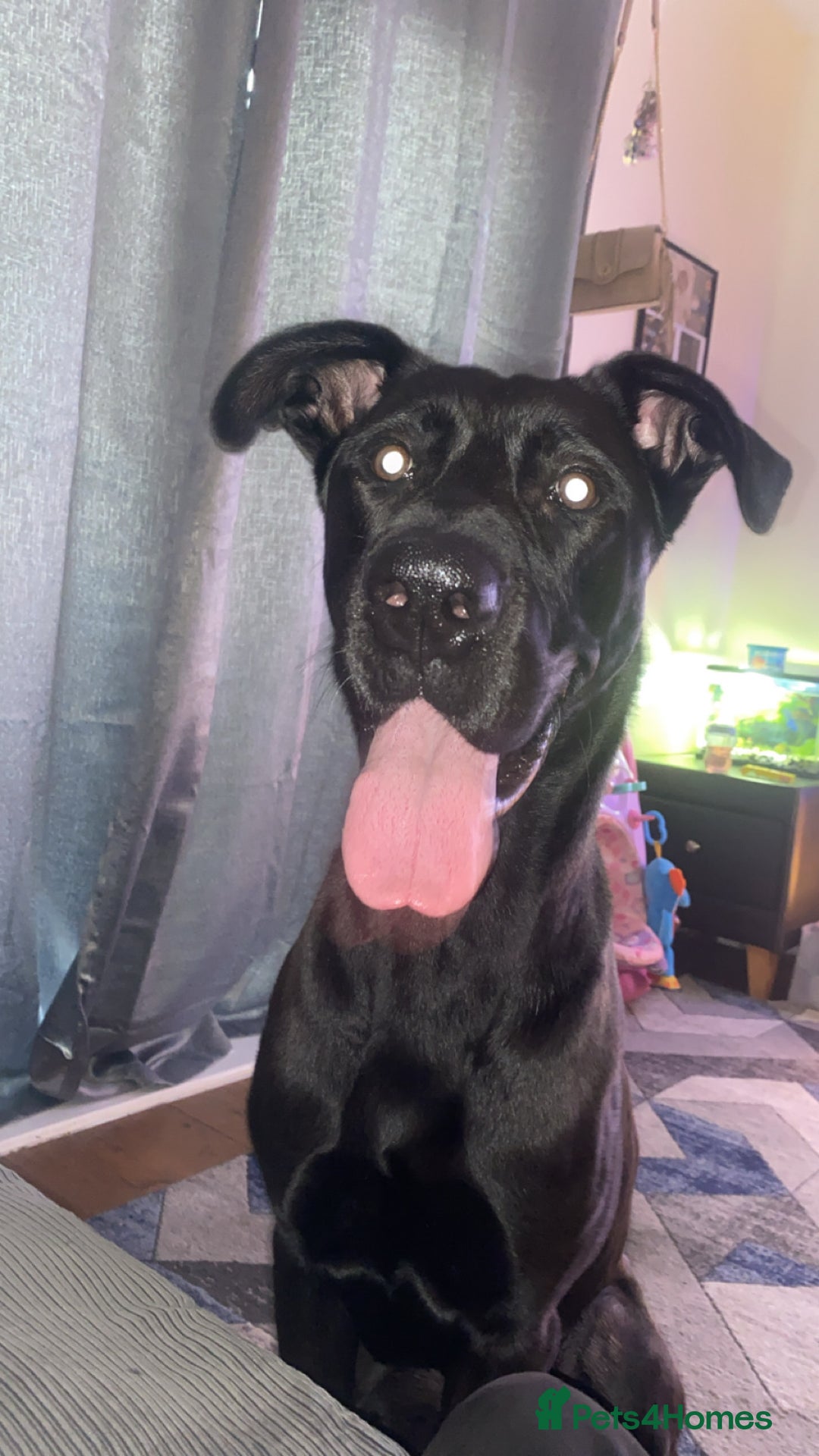 Mixed Breed dogs for sale: Great Dane cross German Shepard  - Image 1