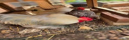 Chickens poultry for sale: Lavender Bantam Roosters - Advert 1