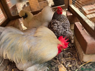Chickens poultry Lavender Bantam Roosters - Advert 1