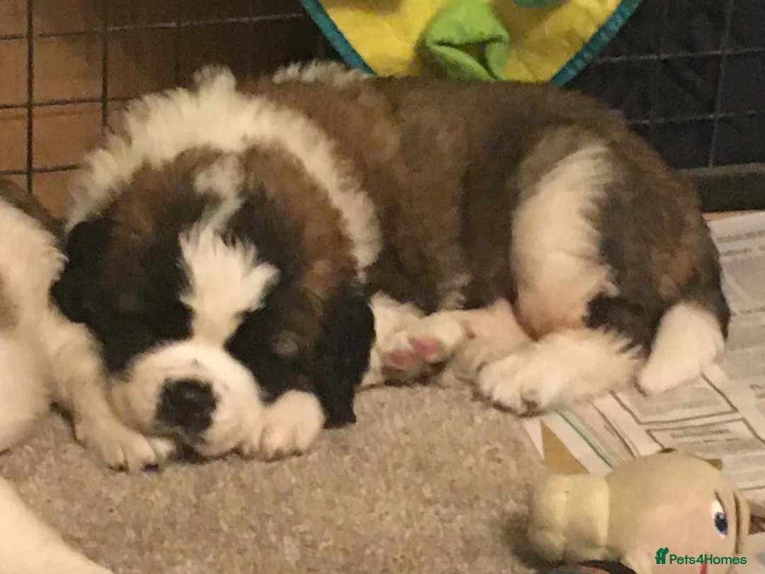 Saint Bernard dogs for sale: Health-tested line established 1990s. - Advert 6