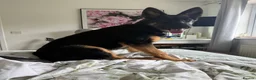 German Shepherd dogs for sale: 2 young beautiful German shepherd pups  - Advert 22