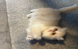 Persian cats for sale: Stunning Persian kittens  - Image 14