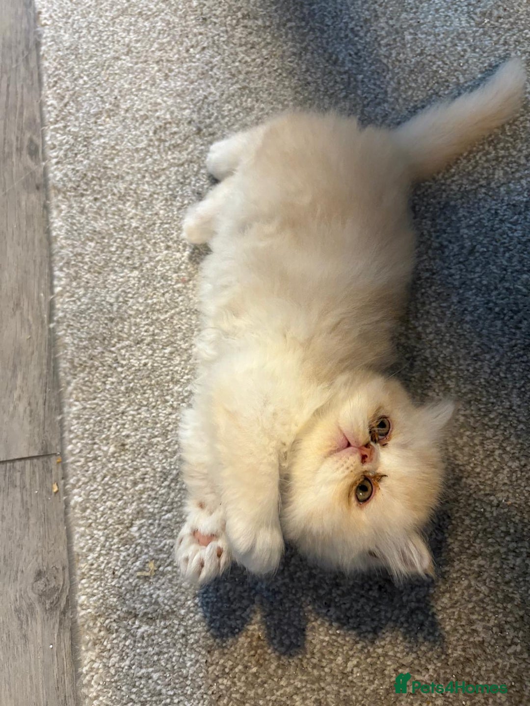 Persian cats for sale: Stunning Persian kittens  - Image 14