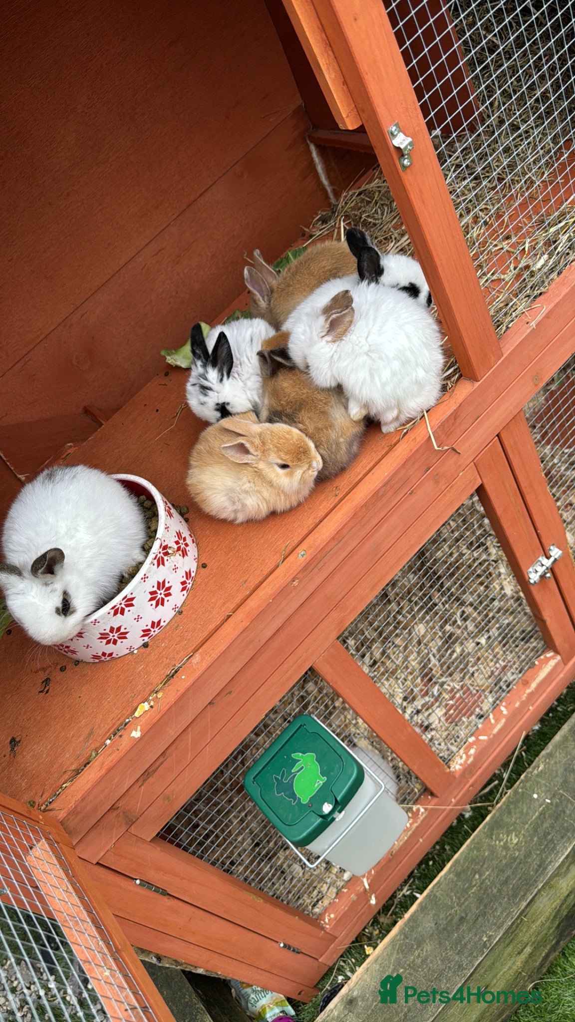 Mixed Breed rabbits Baby Rabbits x8 ready to go 9 weeks old - Advert 12