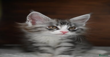 Maine Coon cats - Advert 12