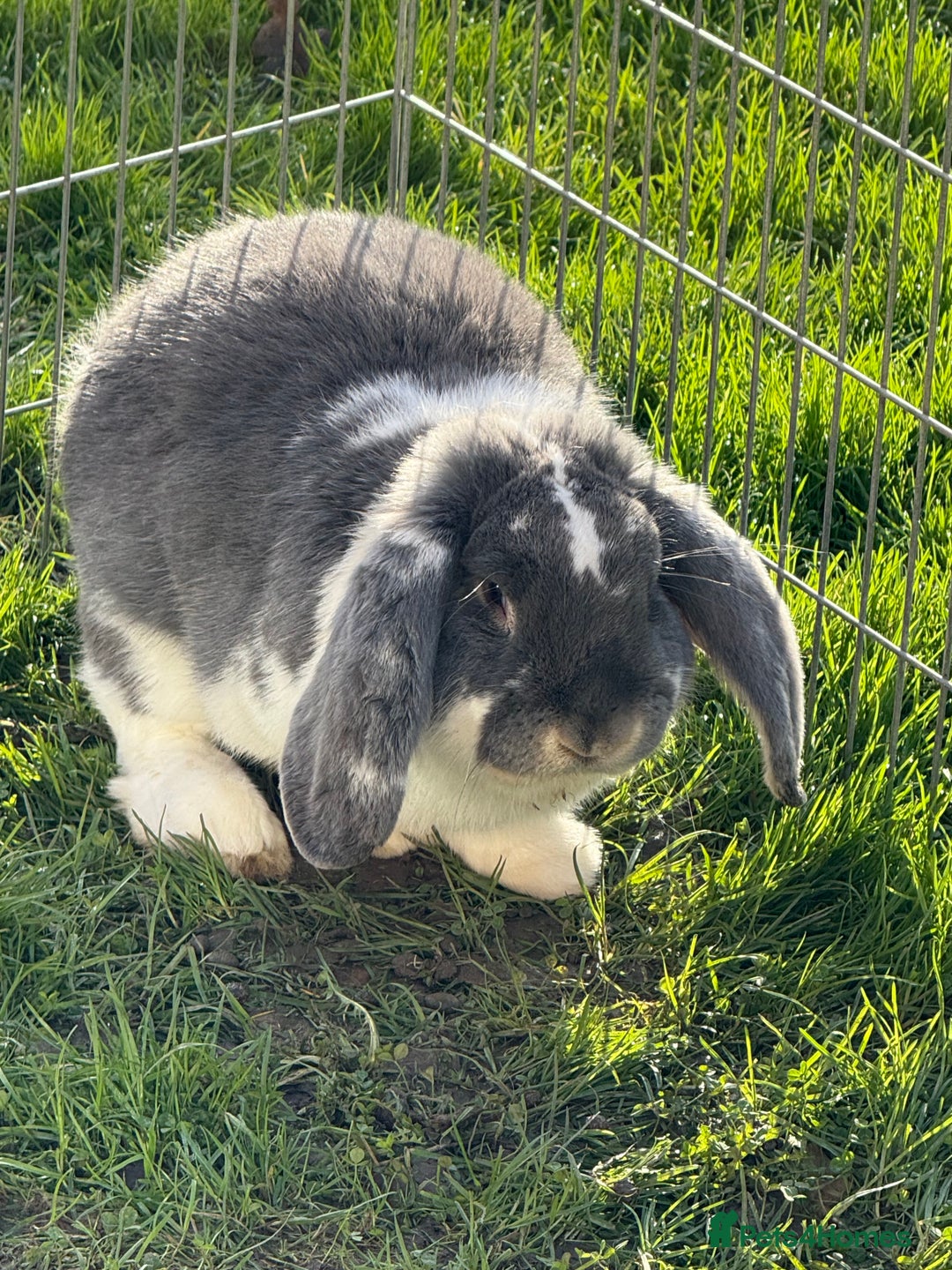 French Lop rabbits for sale: Stunning blue otter butterfly boy  - Advert 2