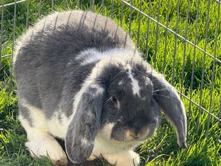 French Lop rabbits Vaccinated Stunning blue otter butterfly boy - Advert 9