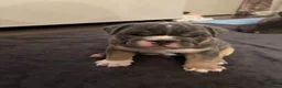English Bulldog dogs for sale: English Bulldog Puppies – 5 Girls & 2 Boys - Advert 31