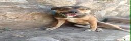 Mixed Breed dogs for adoption: Lucky 1 year small/medium Macedonian Rescue - Advert 6
