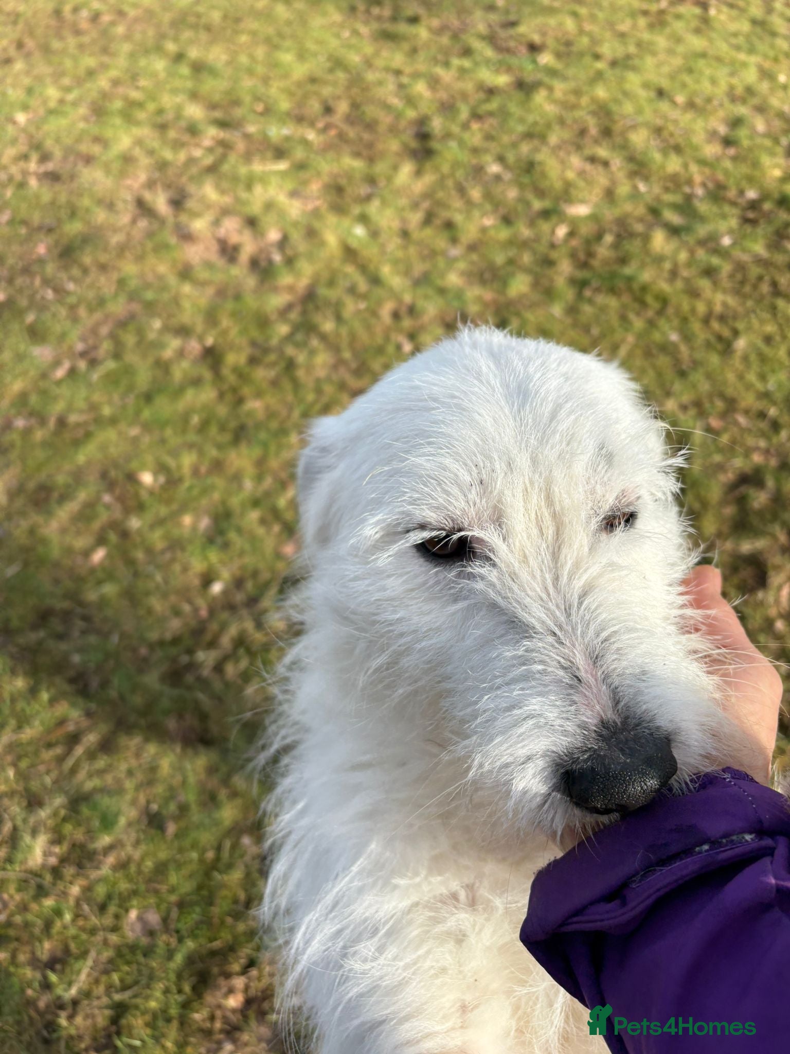 Mixed Breed dogs ADRIAN 🤍 a Scruffy, Gentle Soul for a Loving Home - Advert 1
