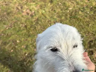 Mixed Breed dogs ADRIAN ๐ค a Scruffy, Gentle Soul for a Loving Home - Advert 1