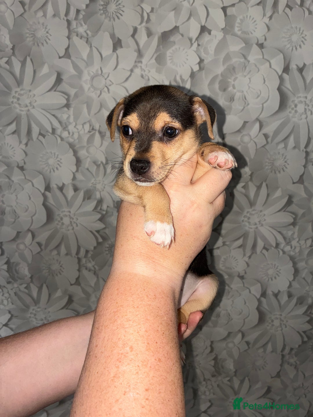 Jack Russell dogs for sale: Jack Russell’s looking for forever homes - Image 14