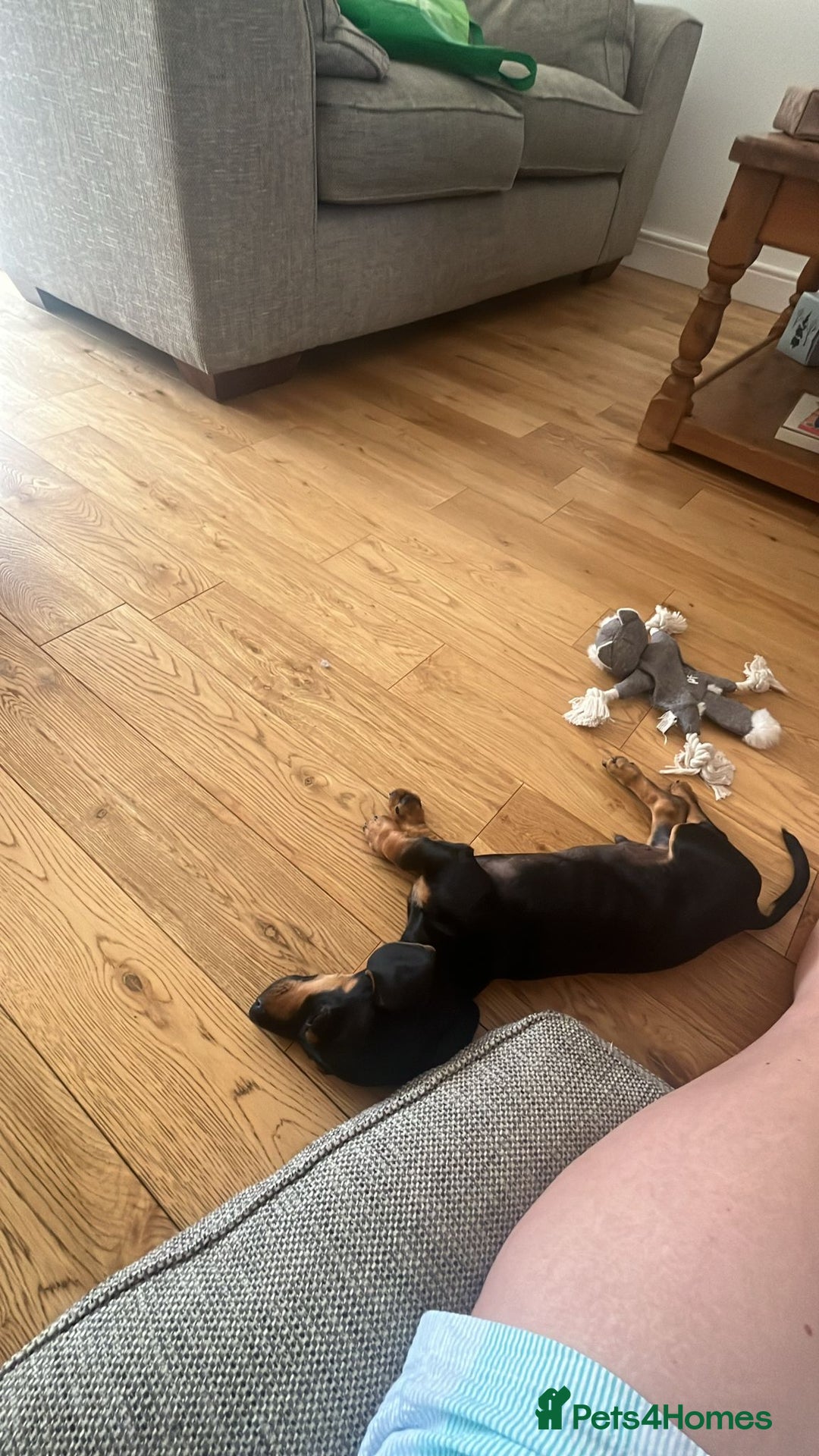 Miniature Dachshund dogs for sale: Lenny  - Image 2