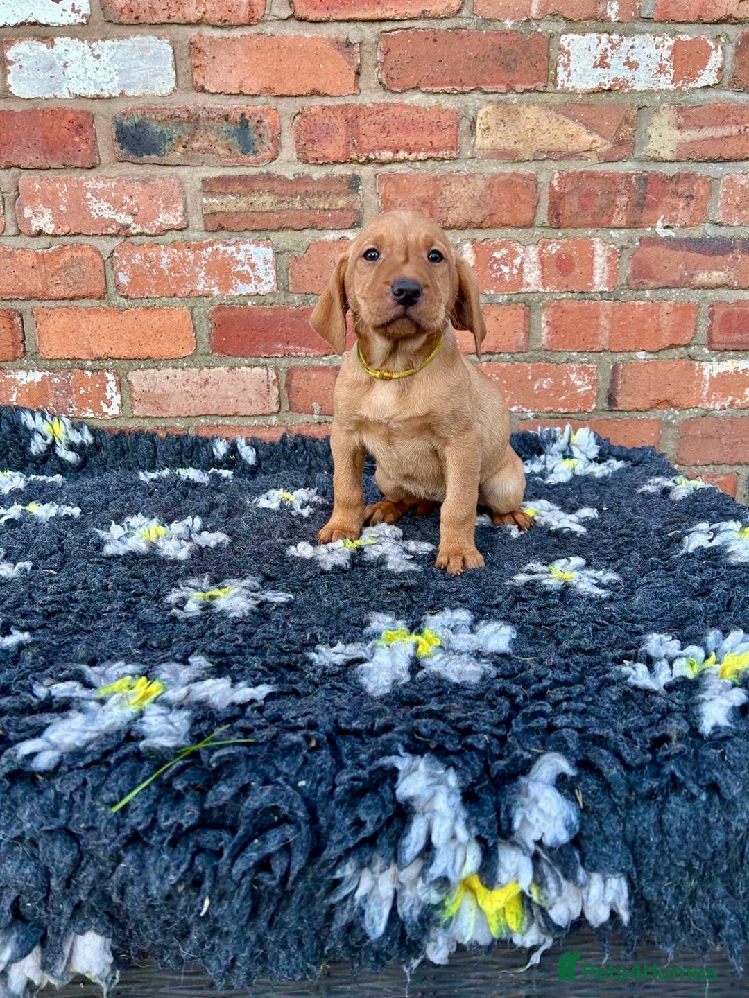 Mixed Breed dogs for sale: Stunning quality Vizslador puppies  - Advert 24
