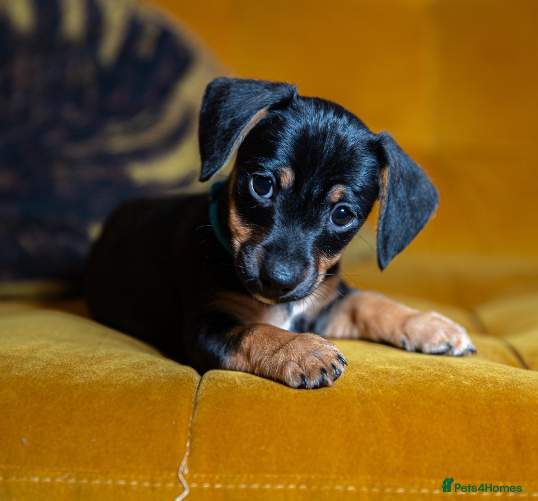 Mixed Breed dogs for sale: Daxijax/Jackshund/Dachshund/Jack - READY TO GO - Advert 1