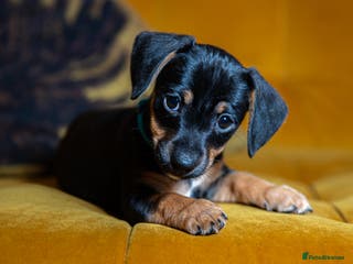 Mixed Breed dogs Daxijax/Jackshund/Dachshund/Jack - READY TO GO - Advert 2