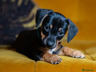 Mixed Breed dogs Daxijax/Jackshund/Dachshund/Jack - READY TO GO - Advert 6
