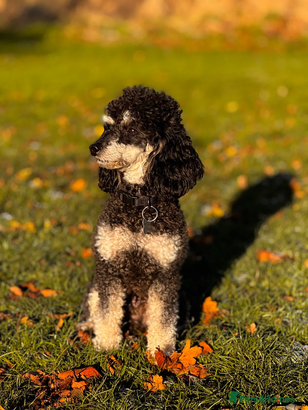 Toy Poodle dogs for stud: Phantom Toy Poodle KC registered North East Stud in Whitley Bay - Advert 2