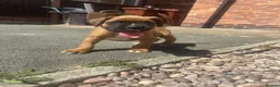 Boxer dogs for sale: Beautiful  boxer puppies 🐶❤️ - Advert 5