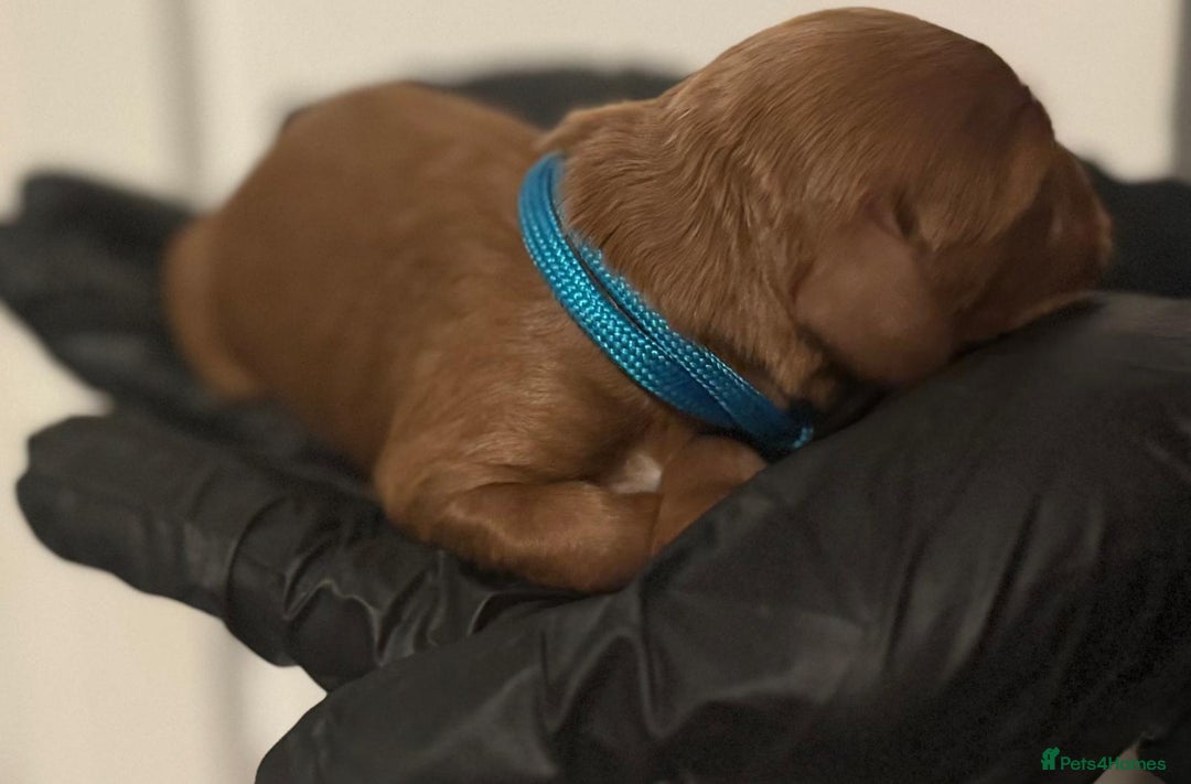 Cockapoo dogs for sale: 🐾 Beautiful Red Cockapoo Puppies 🐾 - Advert 10