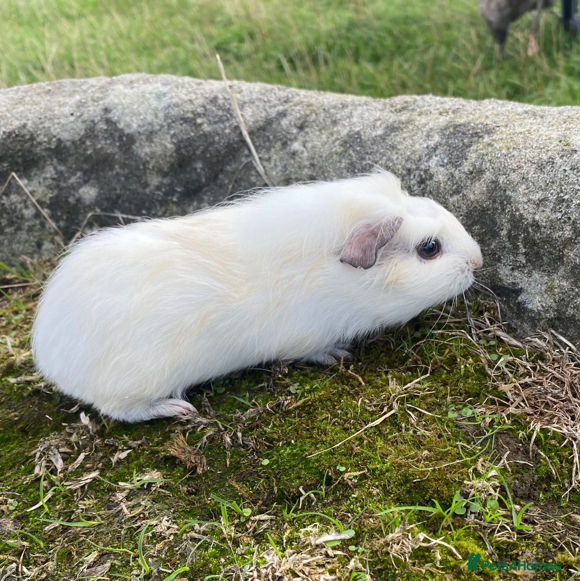 Guinea Pig rodents Well handled outdoor reared guinea pigs  - Advert 19
