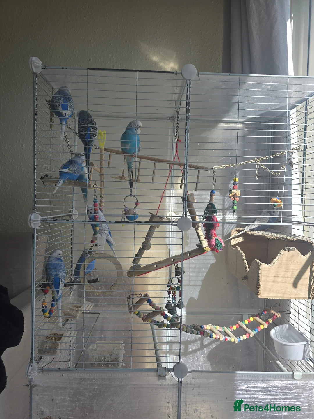 Budgerigars birds for sale: Blue birds  in Leeds - Advert 1