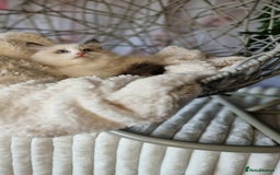 Ragdoll cats for sale: Quality Tica reg Ragdoll kittens  - Image 11