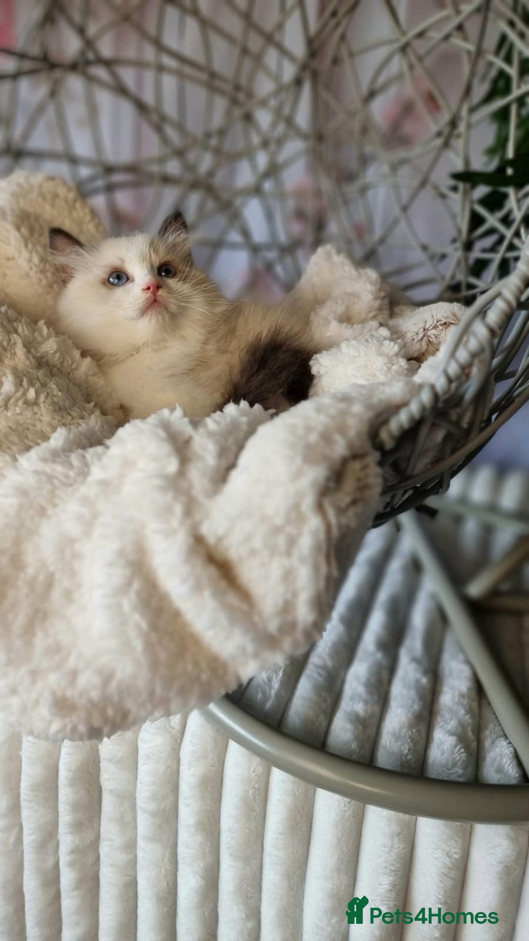 Ragdoll cats for sale: Quality Tica reg Ragdoll kittens  - Image 11
