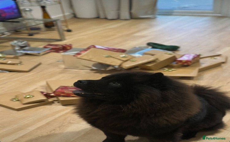 Chow Chow dogs - Advert 2