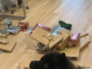 Chow Chow dogs - Advert 1