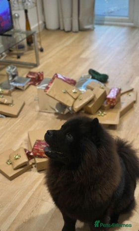 Chow Chow dogs - Advert 1