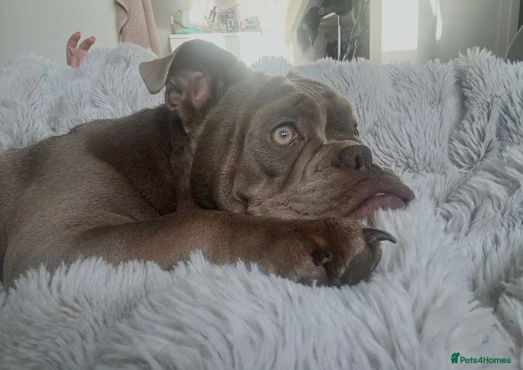 English Bulldog dogs for sale: 1 Year Old Bulldog Looking For Home  - Advert 5