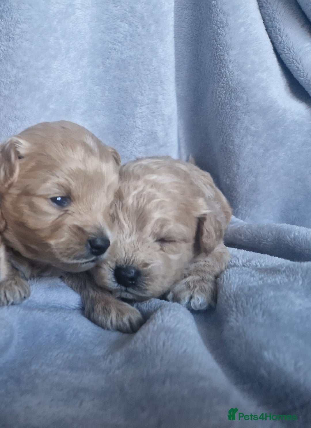 Poochon dogs for sale: Health tested parents  - Advert 14