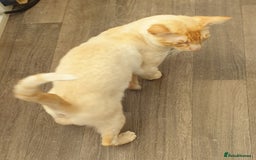 Siamese cats for stud: Flame Point Siamese - Stud Only in Darwen - Image 3