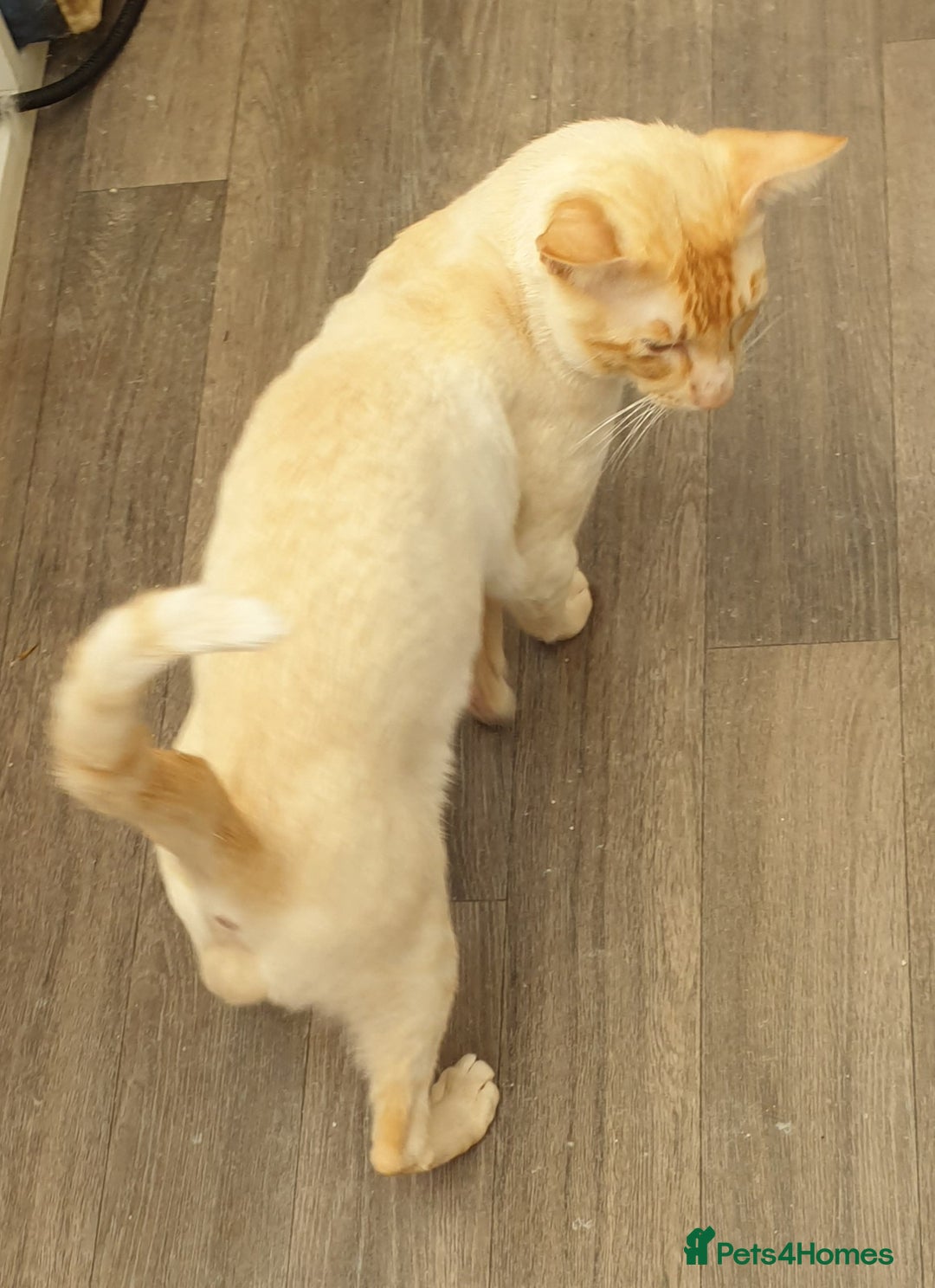 Siamese cats for stud: Flame Point Siamese - Stud Only in Darwen - Image 3