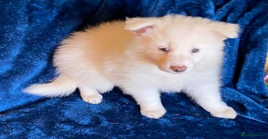 Border Collie dogs - Advert 16