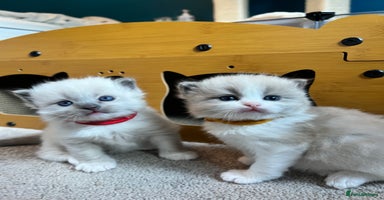 Ragdoll cats - Advert 6