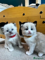 Ragdoll cats - Advert 6