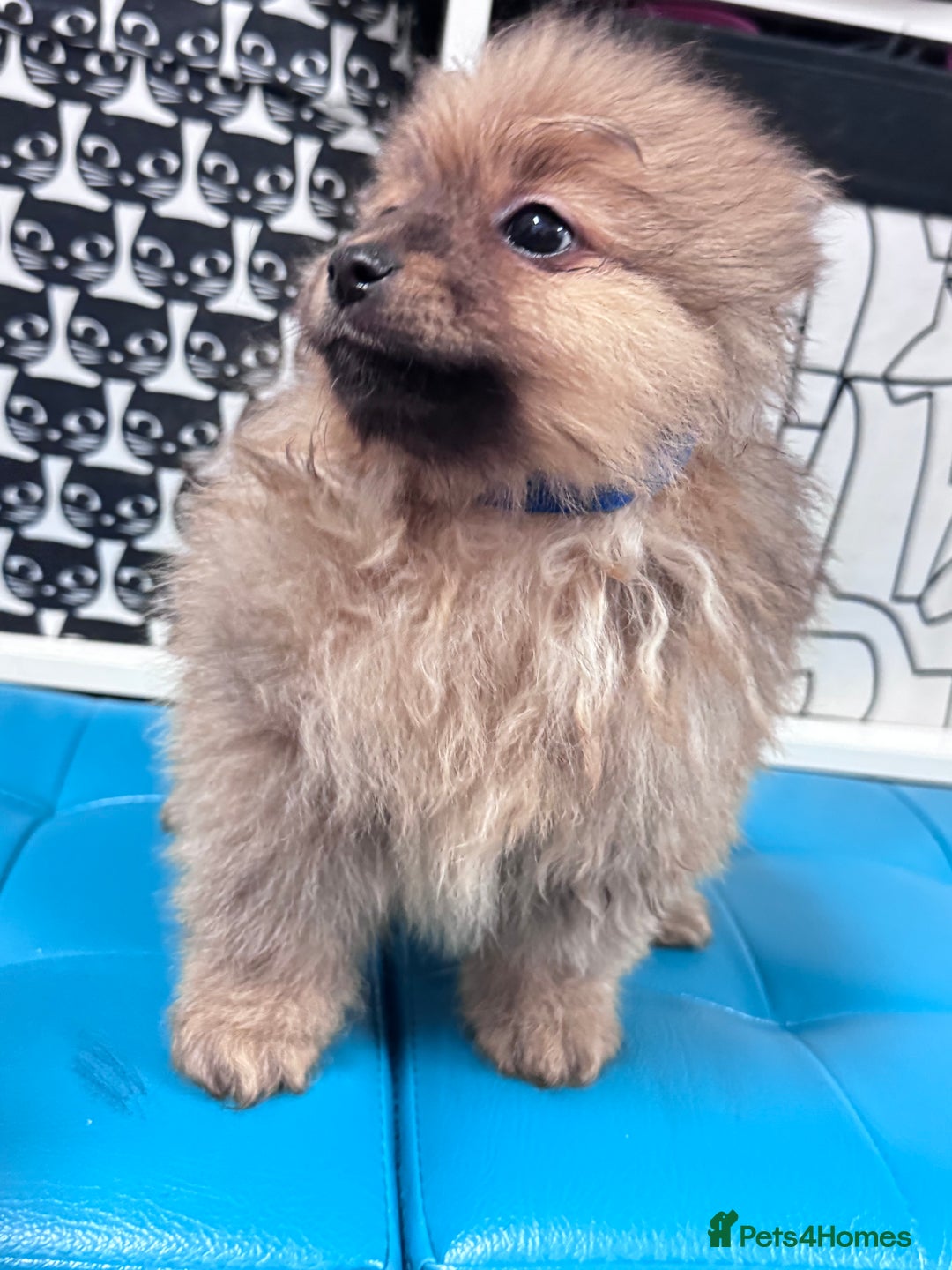 Pomeranian dogs for sale: FLUFFY POMERANIAN FOR SALE 🥰 - Advert 20