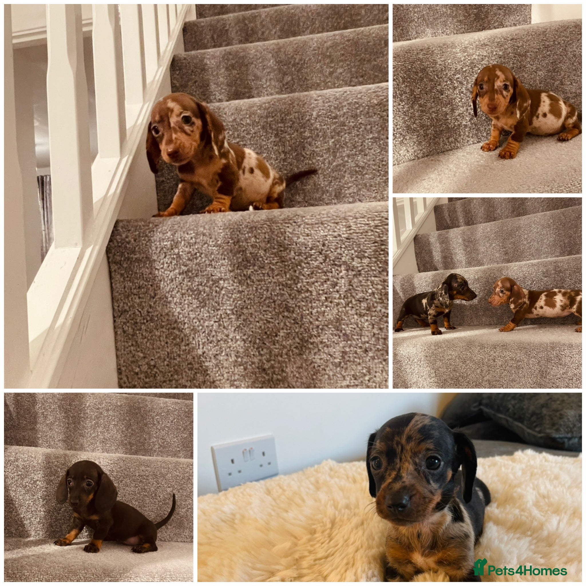 Miniature Dachshund dogs Miniature dachshund  - Advert 5