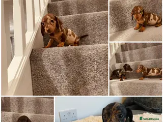 Miniature Dachshund dogs Miniature dachshund - Advert 5