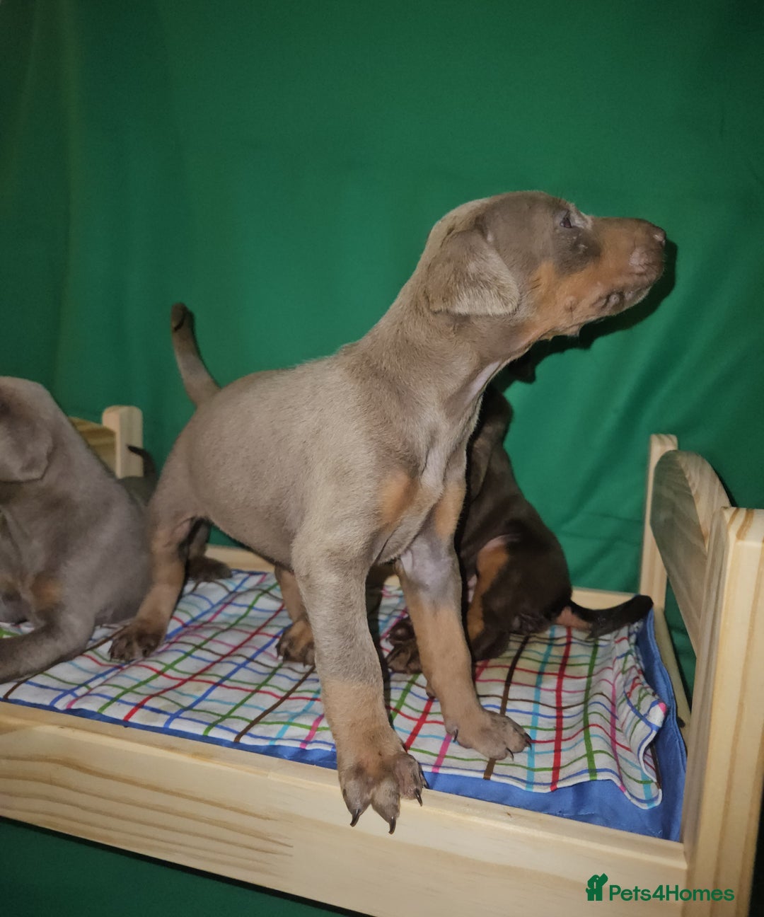 Dobermann dogs for sale: International Champ Bloodlines Pups Ready 25th DEC - Advert 9