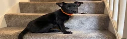 Belgian Shepherd Dog dogs for sale: Stunning Belgian Malinois Puppies  - Advert 18