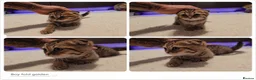 Scottish Fold cats for sale: Scotish Fold Kittens - Advert 2