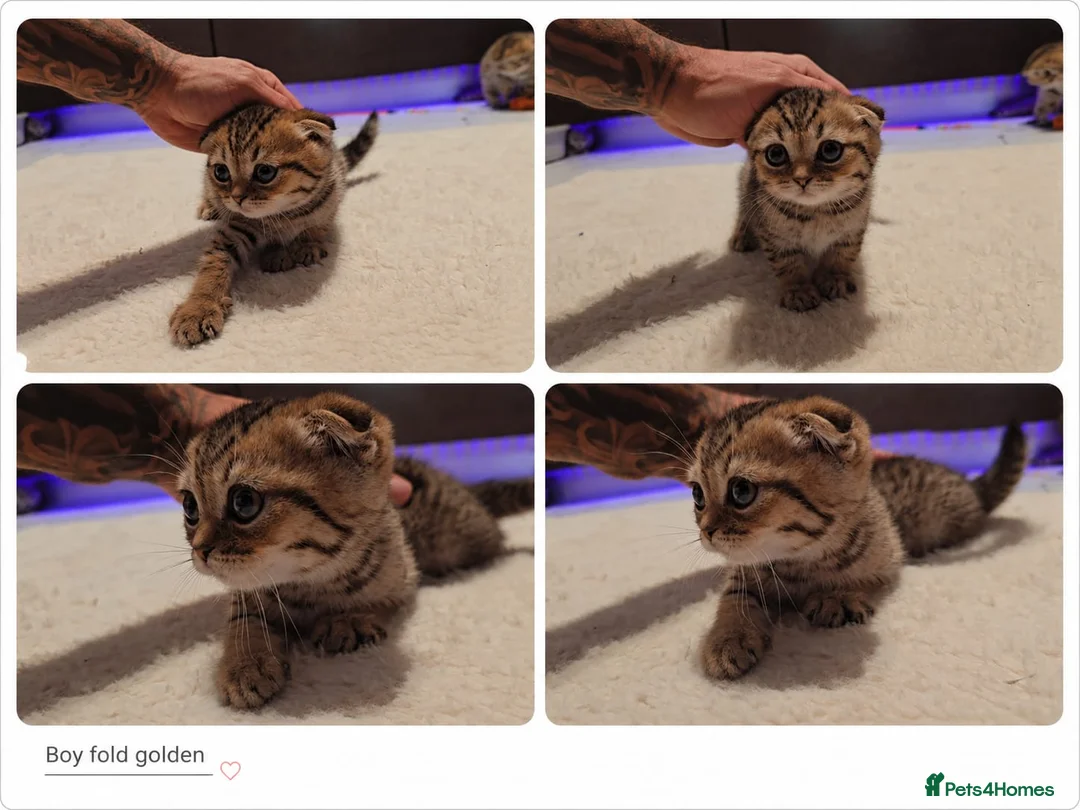 Scottish Fold cats for sale: Scotish Fold Kittens - Advert 2