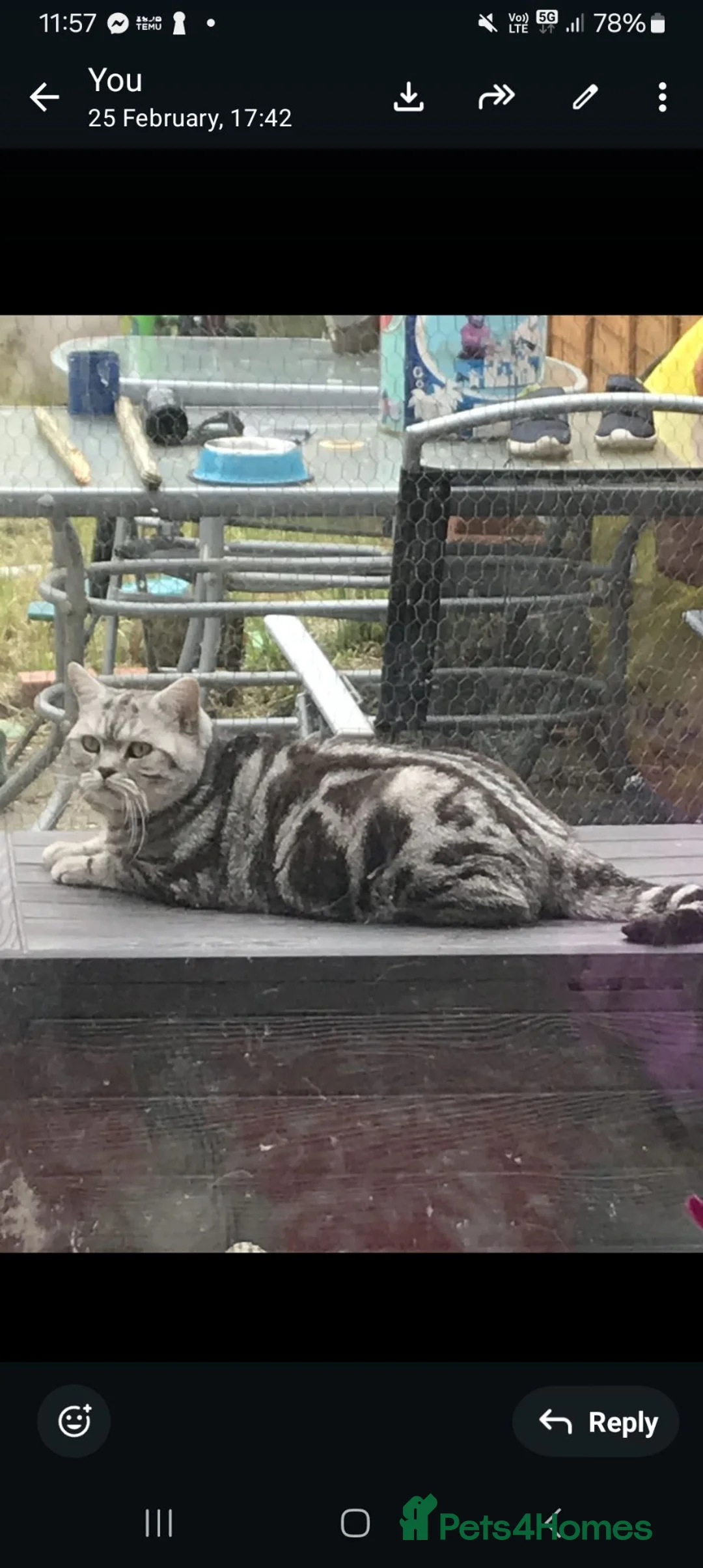 British Shorthair cats for sale: BSH GCCF SILVER AND BLACK TABBY  - Advert 2
