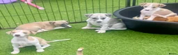 Whippet dogs for sale: Beautiful whippet babies! in Ashton-under-Lyne - Advert 8