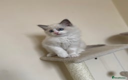 Ragdoll cats for sale: Purebred Male Ragdoll for sale - Image 3