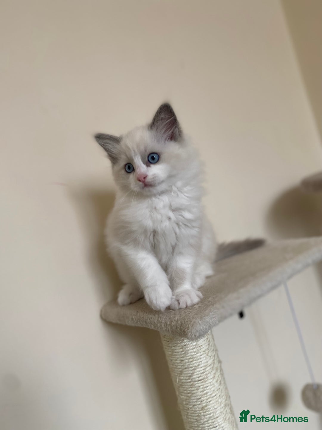 Ragdoll cats for sale: Purebred Male Ragdoll for sale - Image 3